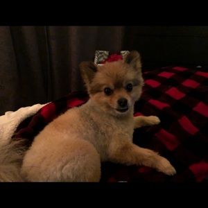 Meet your Posher, Alexis